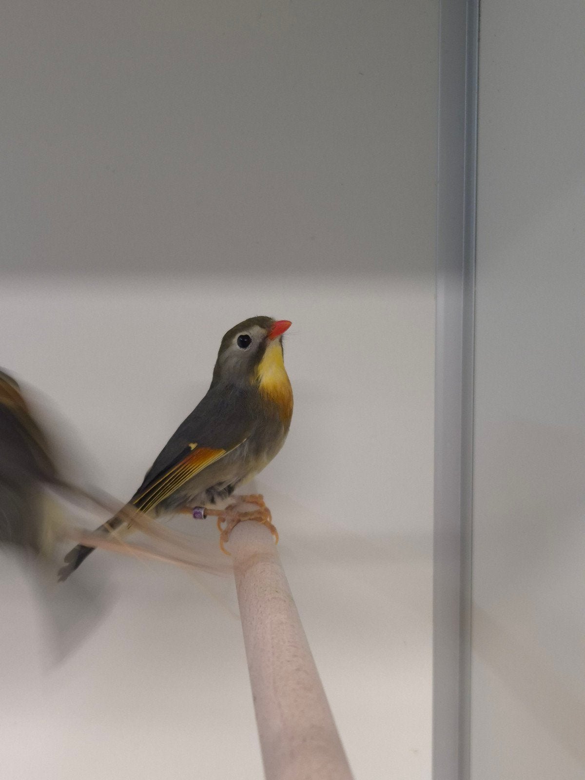 1-1 Japanse nachtegaal, Dieren en Toebehoren, Vogels | Overige Vogels, Meerdere dieren, Tropenvogel, Geringd