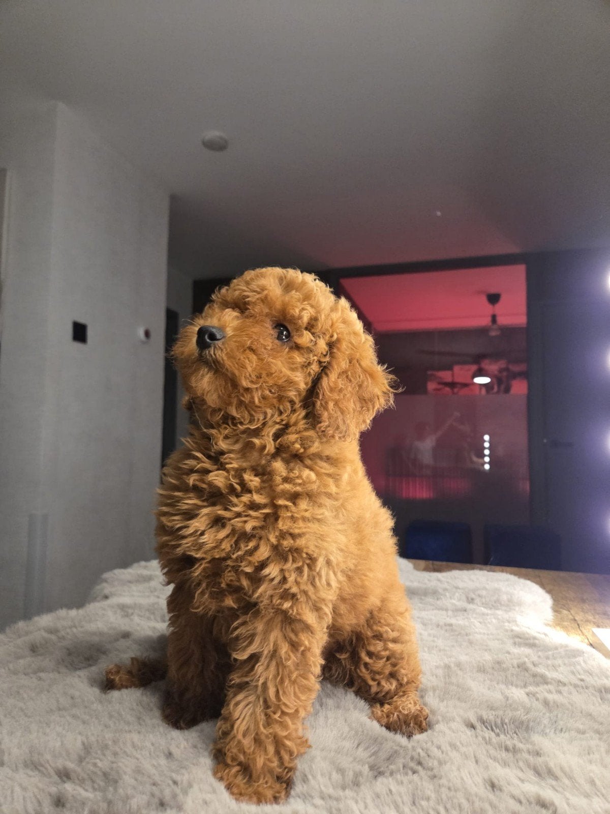 Toypoedel pups met stamboom, Dieren en Toebehoren, Poedel, Meerdere, Meerdere dieren, Nederland