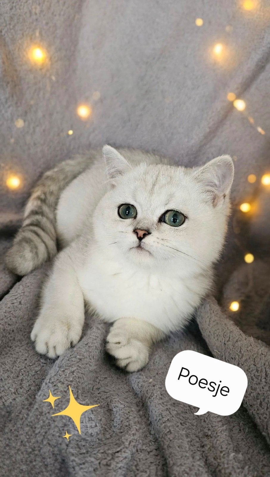 Luxe Britse kortharige kittens Black Silver shaded, 3 m. oud, Meerdere dieren, Ontwormd