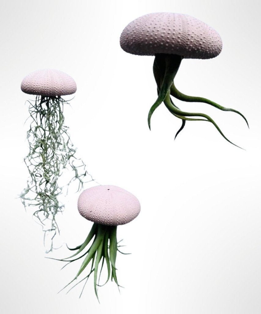 3 jellyfish/luchtplant schelpjes/zee-egels, Ophalen of Verzenden, Zo goed als nieuw, Natuurlijk materiaal