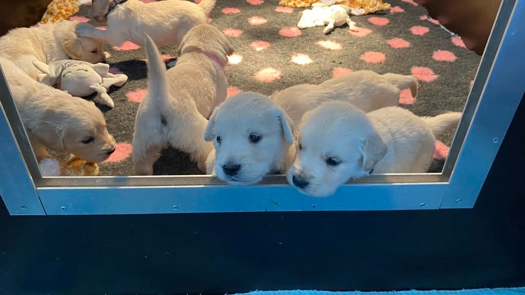 Mooie witblonde golden retriever puppy’s, Dieren en Toebehoren, Honden | Niet-rashonden, Parvo, 8 tot 15 weken, Groot, Meerdere