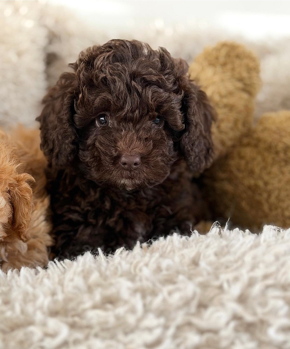 🌸🧸De állerknapste MaltiPoo F1B pups, mogen verhuizen 🧸🌸, Poedel, Parvo, 8 tot 15 weken, Meerdere