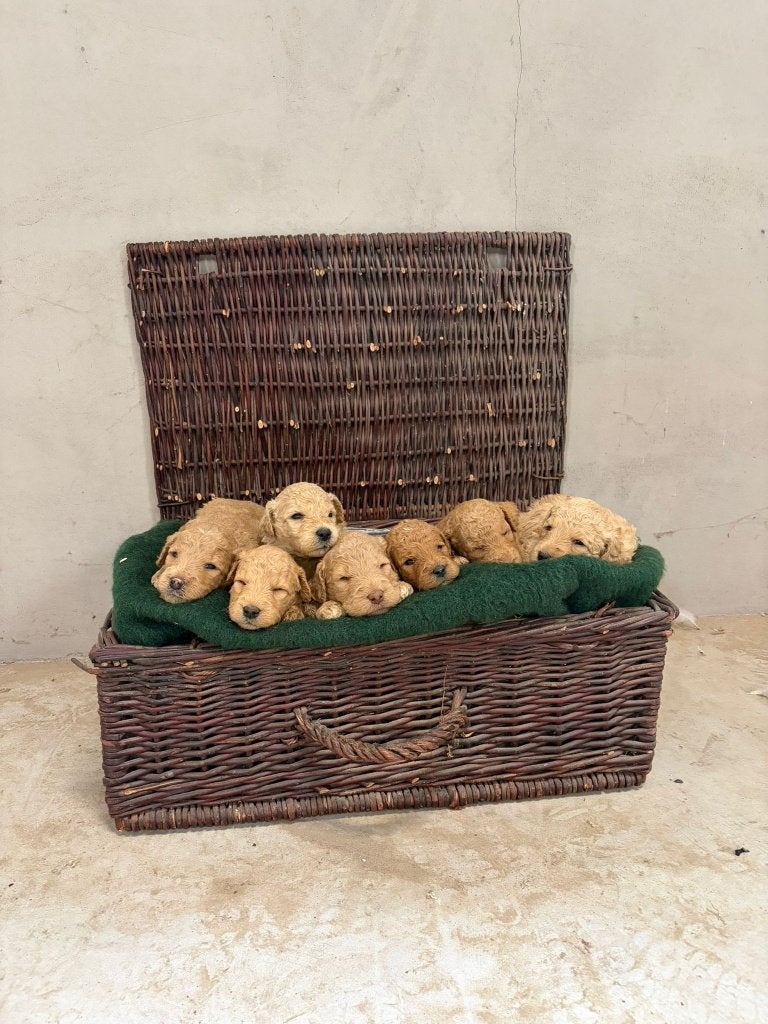 Lieve, mooie labradoodle pups te koop, Parvo, Overige rassen, 8 tot 15 weken, Meerdere