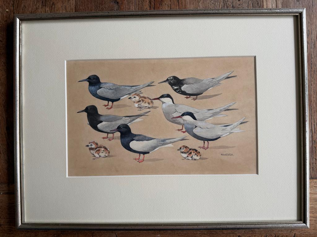 Illustratie jager met kuikens Noel William Cusa, Ophalen