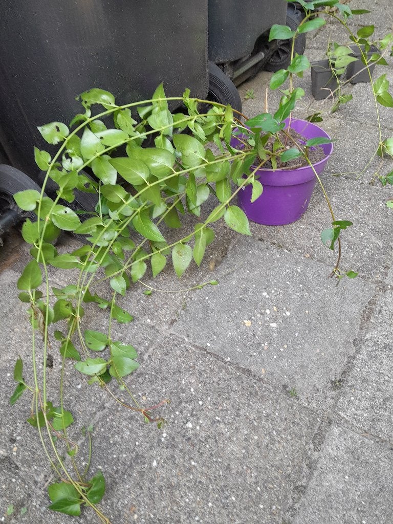 Grote Maagdenpalm / Vinca Major (diverse potten en prijzen), Tuin en Terras, Ophalen, Vaste plant, Overige soorten, Halfschaduw