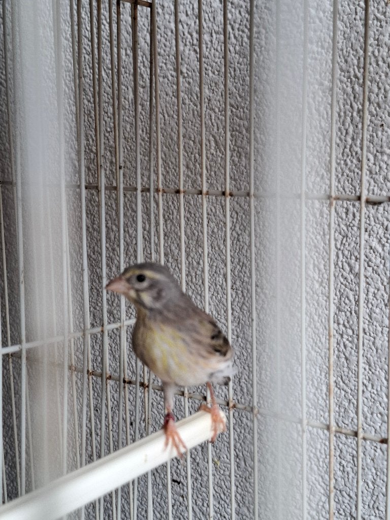 Edelzanger witstuit x Raza, Mannelijk, Tropenvogel, Geringd