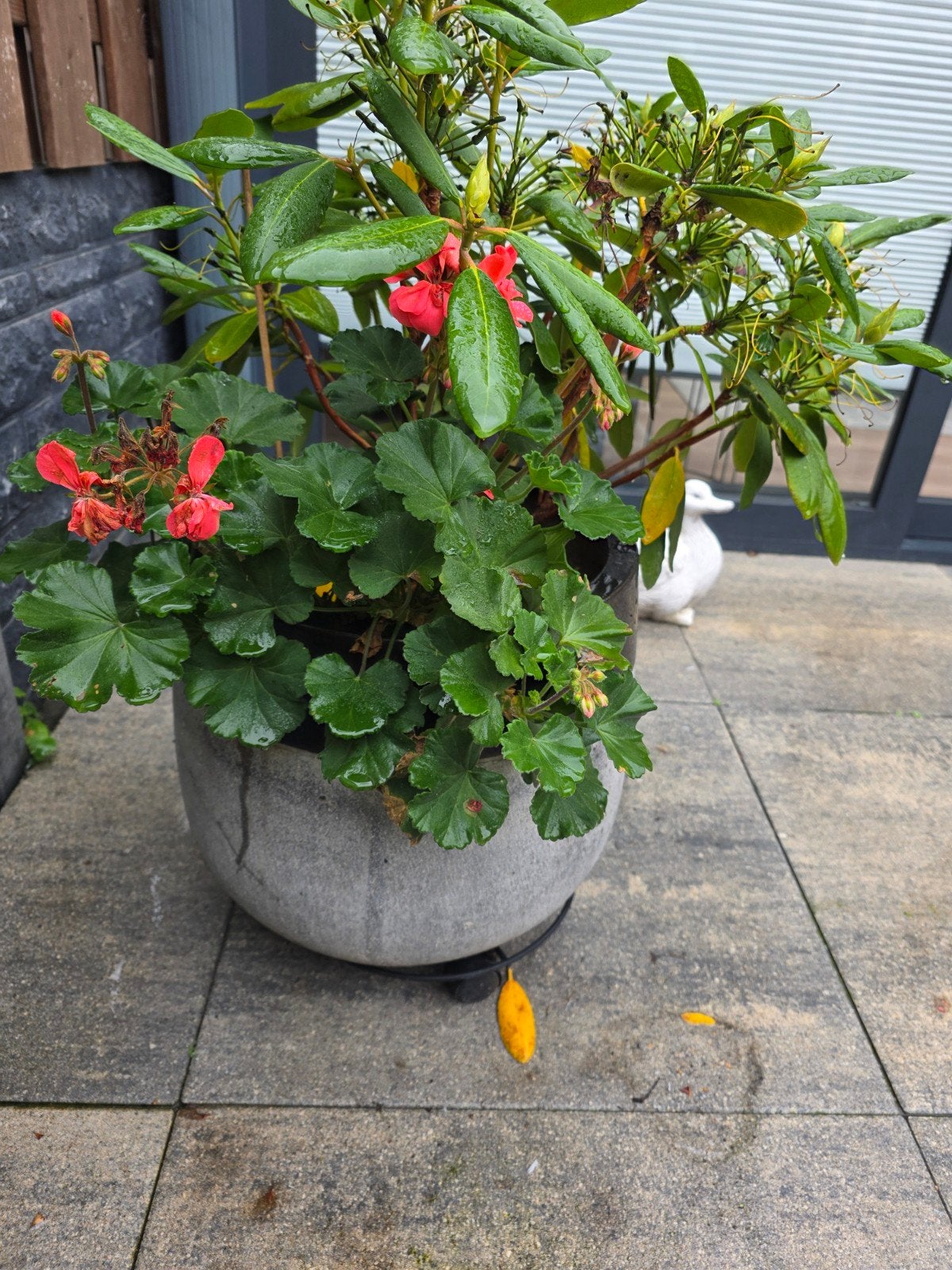 Grote grijze bloempot van beton/steen met plant, Ophalen, Gebruikt, 40 cm of meer, Rond