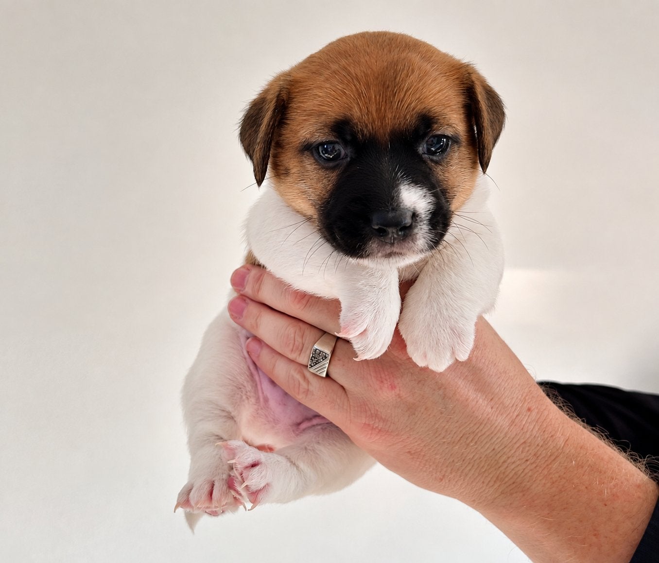 Jack Russell reu gladhaar met stamboom, Jack Russell Terriër, Reu, 8 tot 15 weken, Meerdere