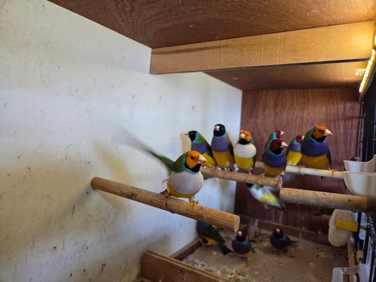 Gouldamadines vanaf 25 euro per stuk België Aartselaar, Meerdere dieren, Geringd