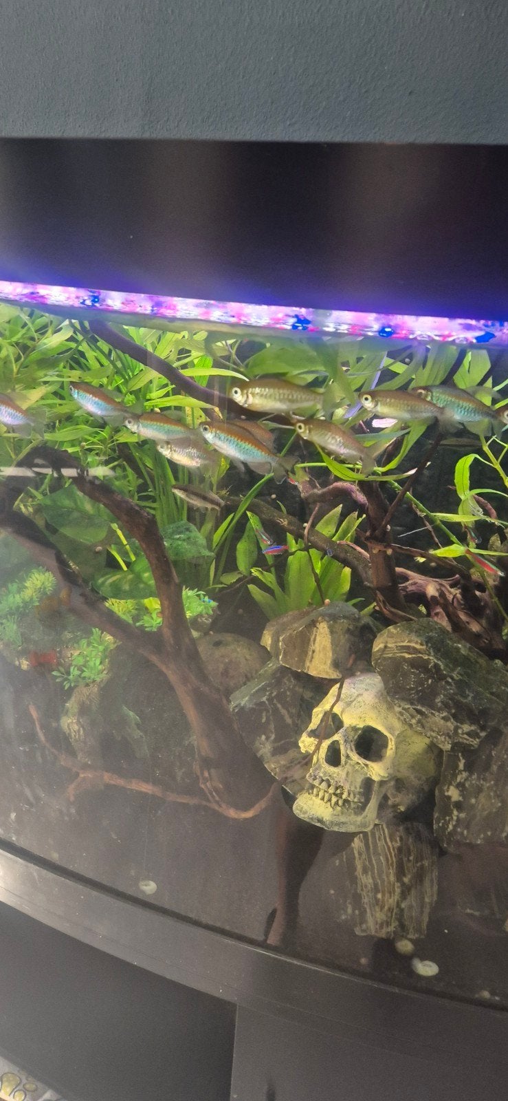 diverse aquarium vissen/congo zalm/kardinaal/siamese algene, Ophalen, Gevuld zoetwateraquarium