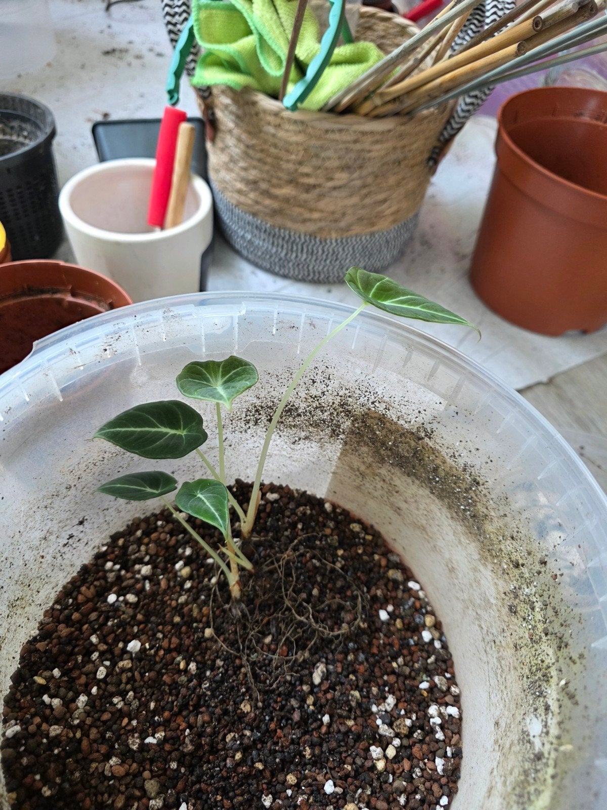 3 alocasia black velvet pups, Overige soorten, Minder dan 100 cm, Groene kamerplant, Halfschaduw
