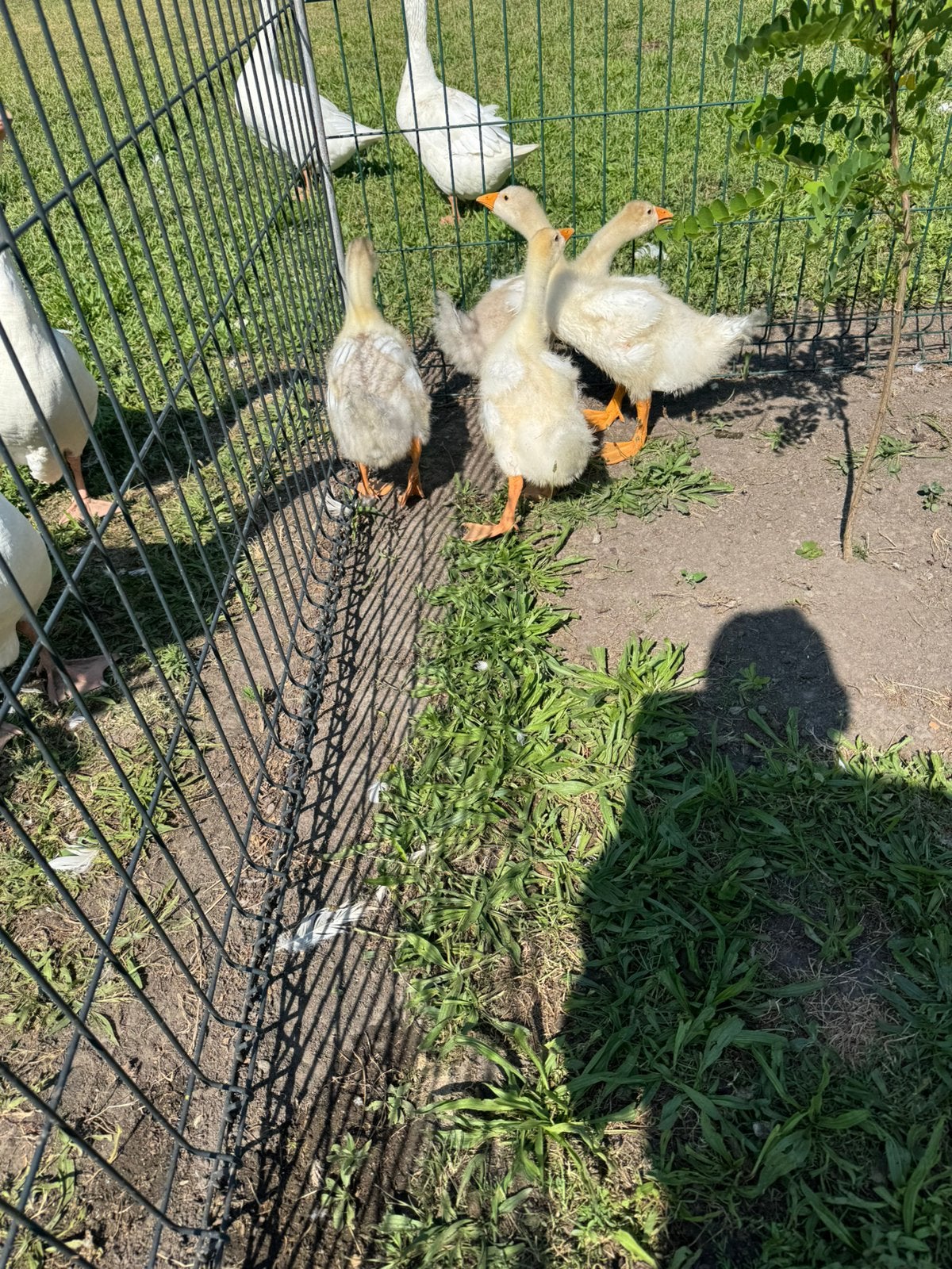 4 Mooie jonge witte ganzen samen € 35,-, Meerdere dieren, Gans of Zwaan