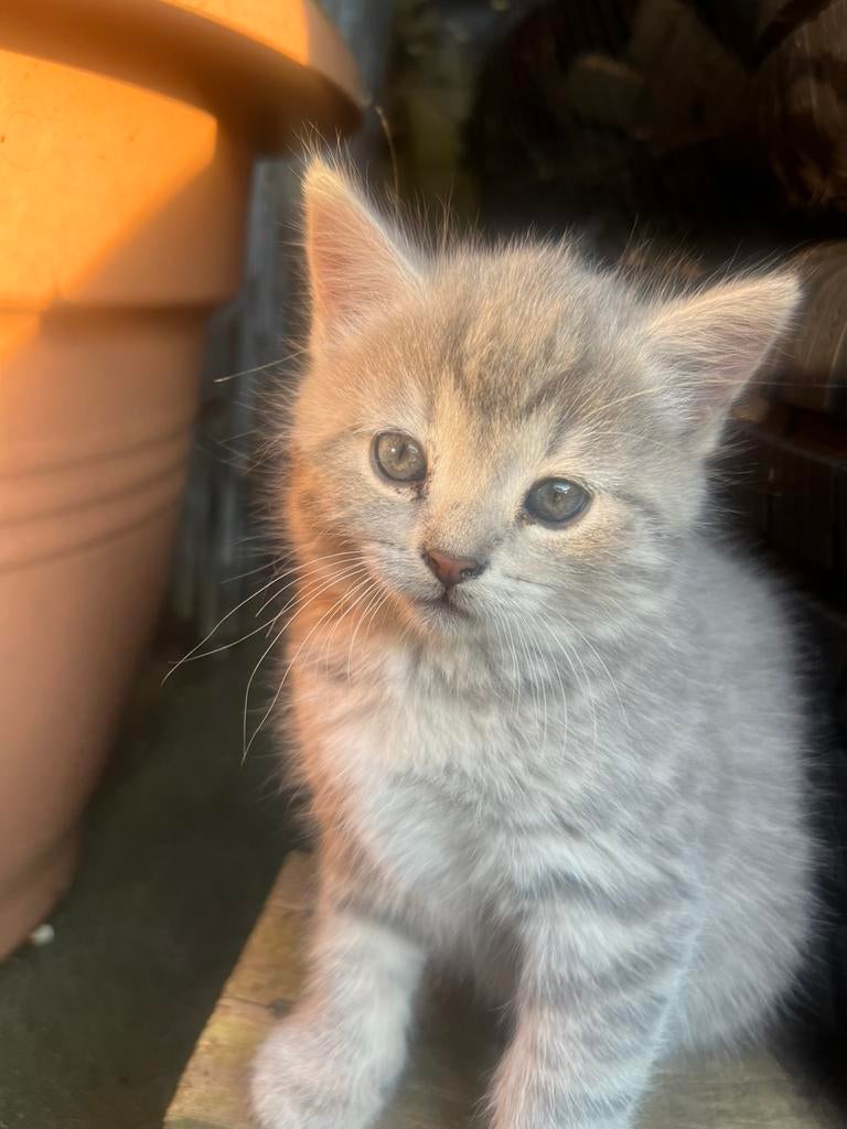 2 prachtige kittens te koop! Ragdoll kruising, Dieren en Toebehoren, Katten en Kittens | Dekkaters, 0 tot 2 jaar