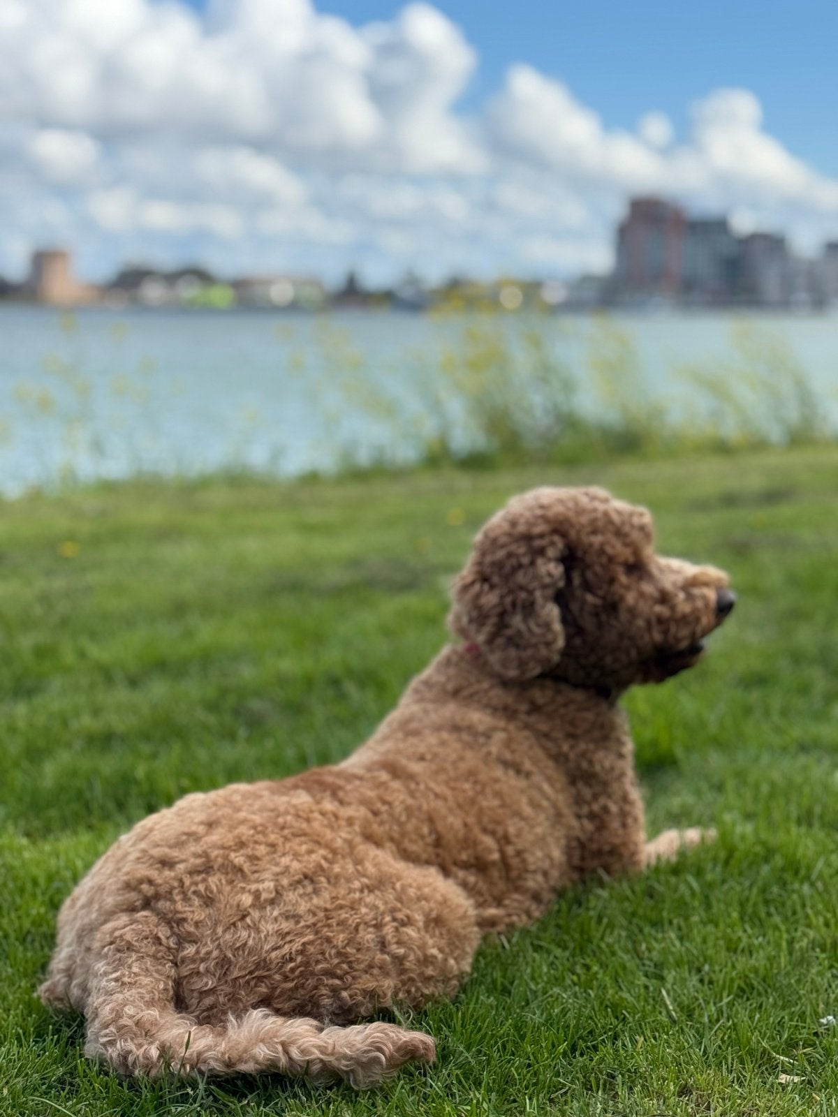 Labradoodle 5 jaar, Dieren en Toebehoren, Honden | Niet-rashonden, Teef, Parvo, Eén hond, 3 tot 5 jaar
