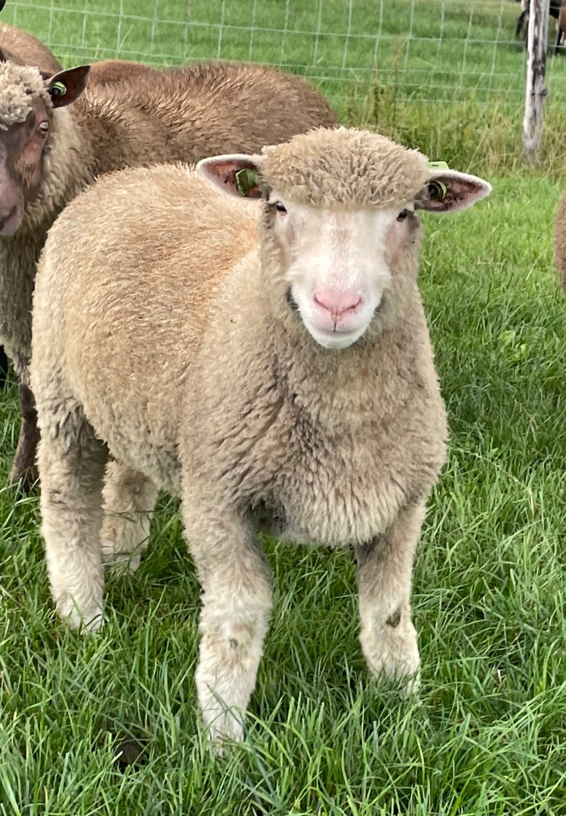 Poll dorset ram zwoegervrij, Dieren en Toebehoren, Mannelijk, Schaap, 0 tot 2 jaar