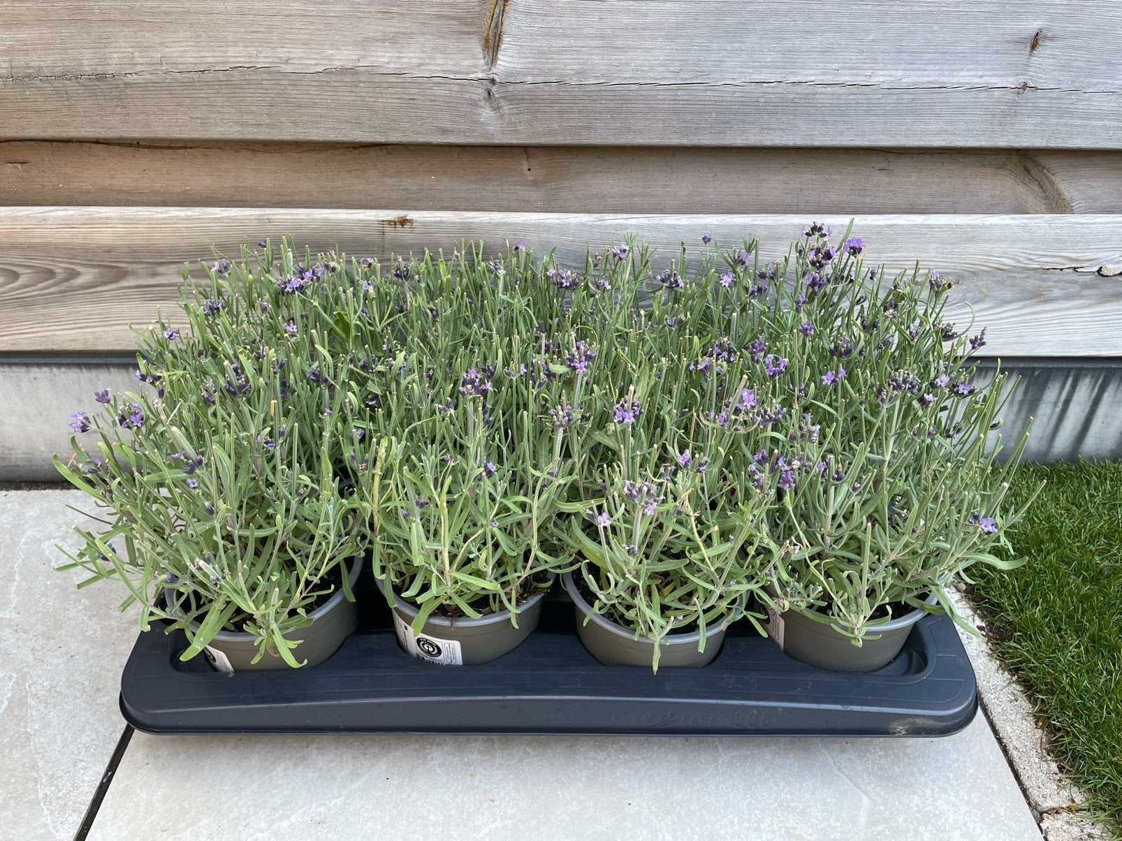 Tray lavendel (8 stuks), Ophalen, Overige soorten, Volle zon