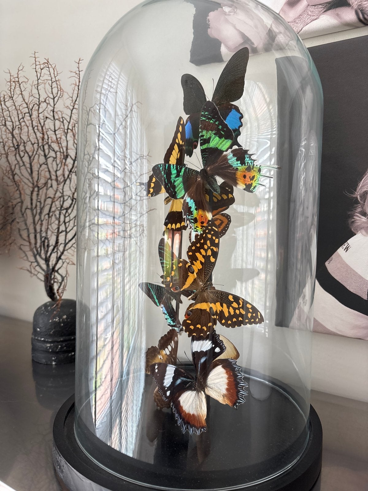 Prachtige stolp met diverse vlinders, Glas, Ophalen, Zo goed als nieuw, Inclusief decoratie