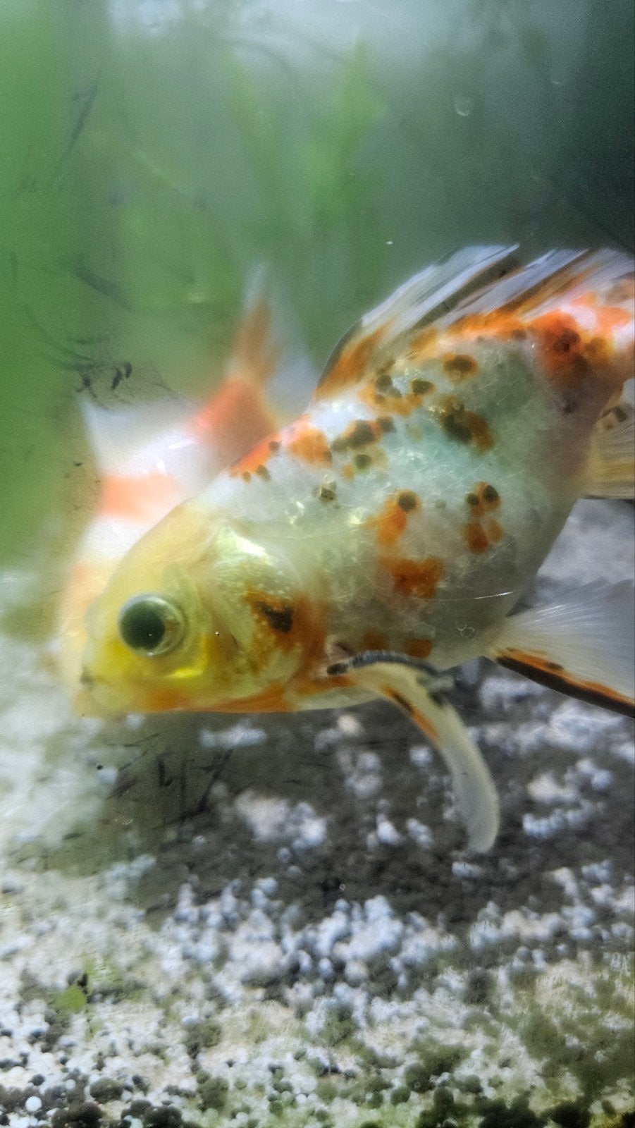 Goudvis en sluierstaart op zoek naar vijver, Dieren en Toebehoren, Vissen | Aquariumvissen, Vis