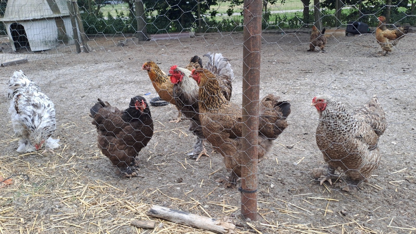 Brahma groot groep, Meerdere dieren, Kip