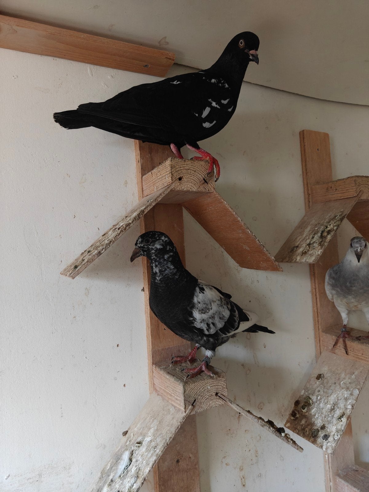 Duiven te koop, Dieren en Toebehoren, Meerdere dieren
