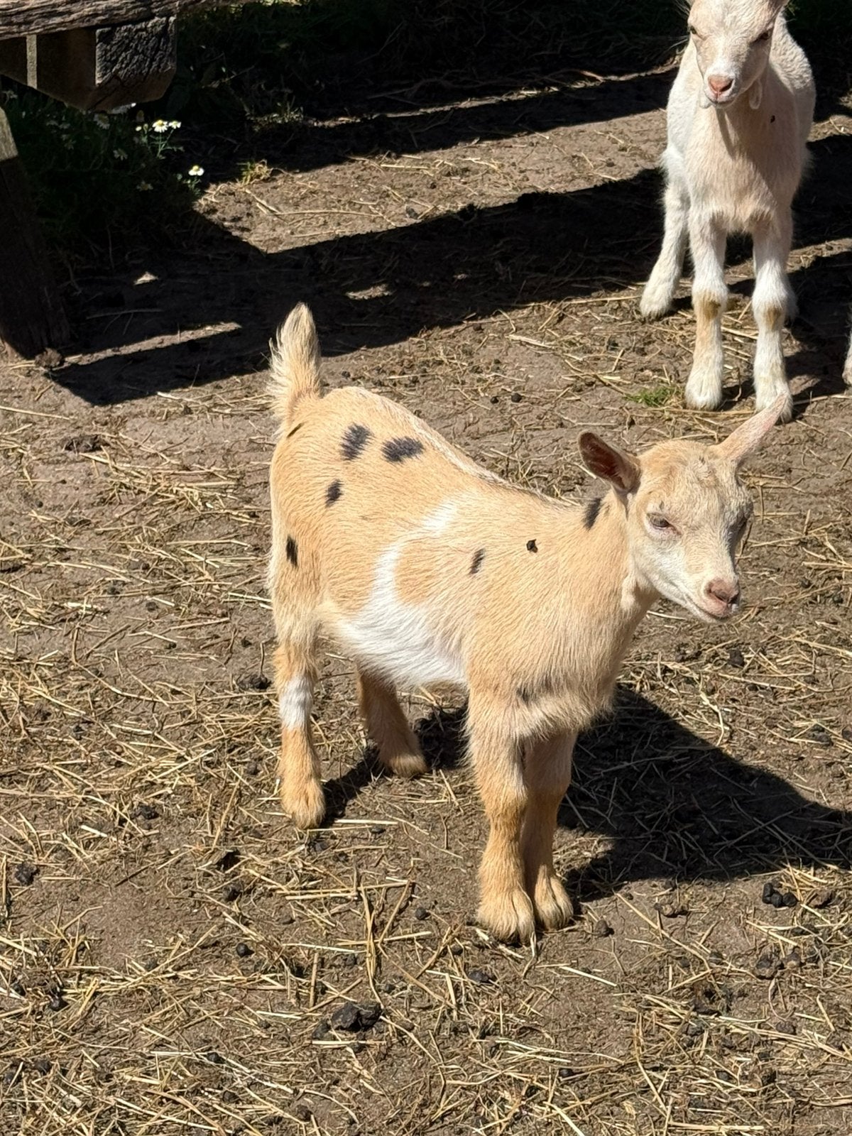 Super mooie dwergbokjes, Mannelijk, Geit