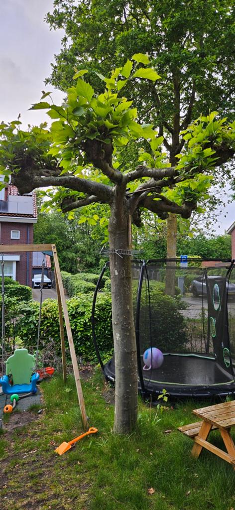 Plantaan voor over te planten of als brandhout, Tuin en Terras, Planten | Bomen, Overige soorten, 250 tot 400 cm, Volle zon, Bloeit niet