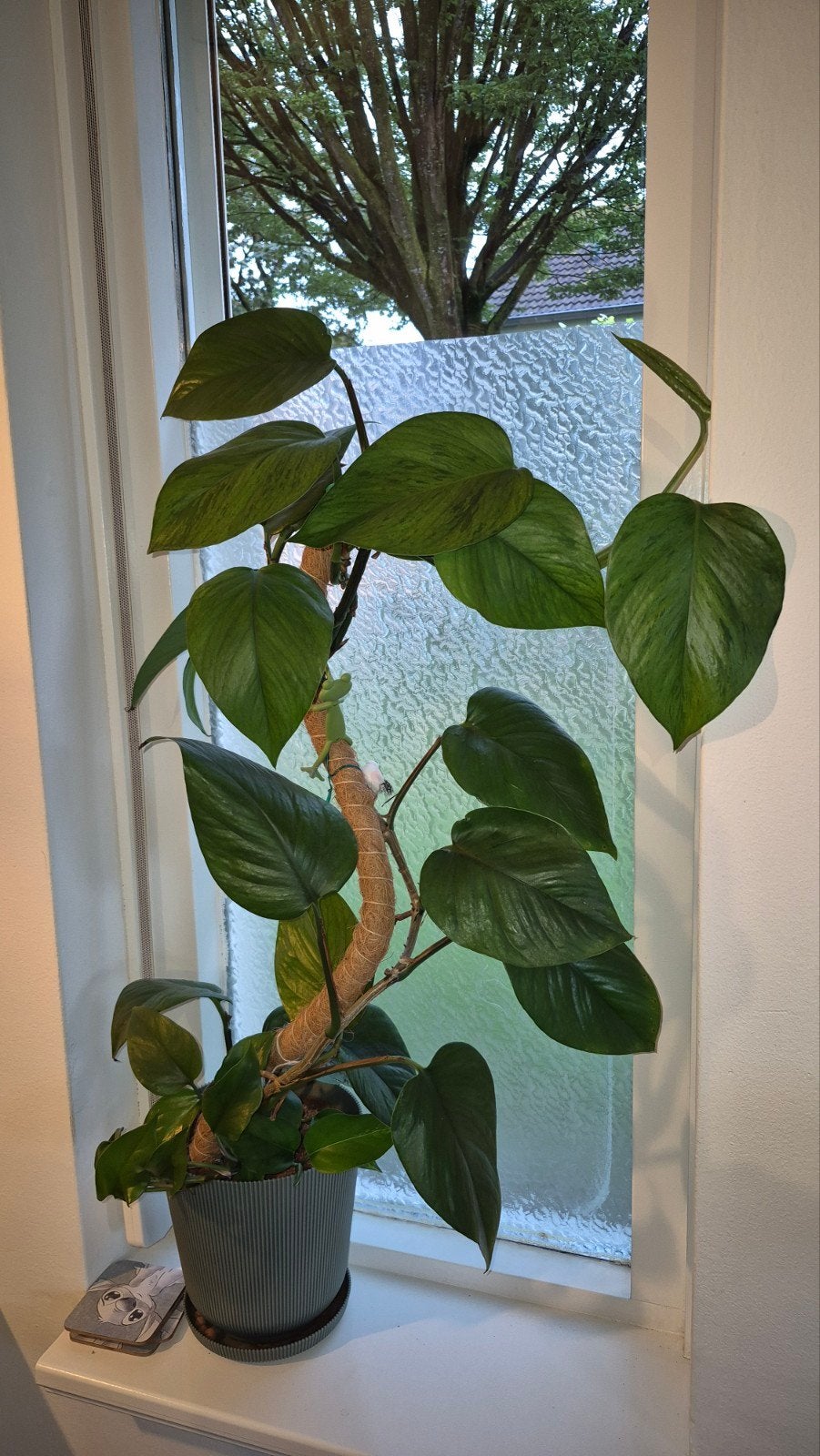 Epipremnum
Aureum (drakenklimop), Huis en Inrichting, Kamerplanten, Ophalen, Halfschaduw, Minder dan 100 cm
