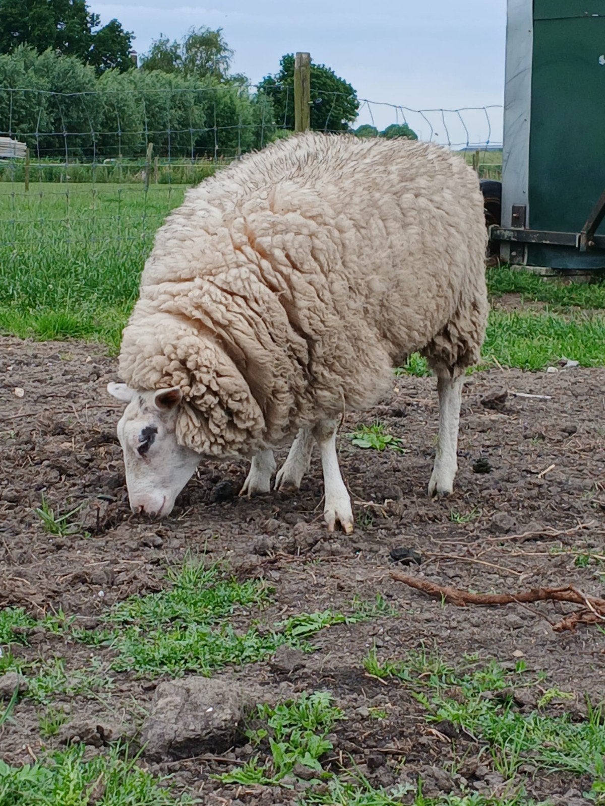 schaap, Dieren en Toebehoren, Schapen, Geiten en Varkens, Vrouwelijk, Schaap