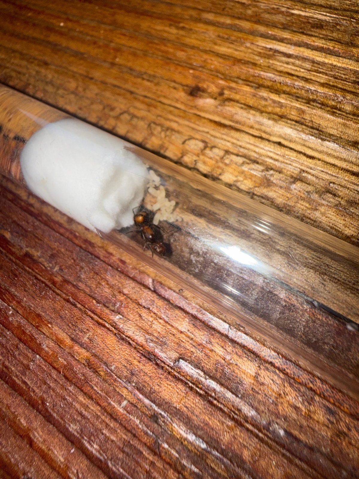 Camponotus nicobarensis mieren koningin, Mieren