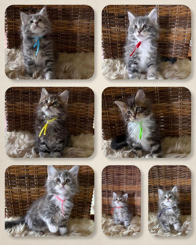 Prachtige Maine Coon kittens met stamboom, Dieren en Toebehoren, Katten en Kittens | Raskatten | Langhaar, Meerdere dieren, Met stamboom