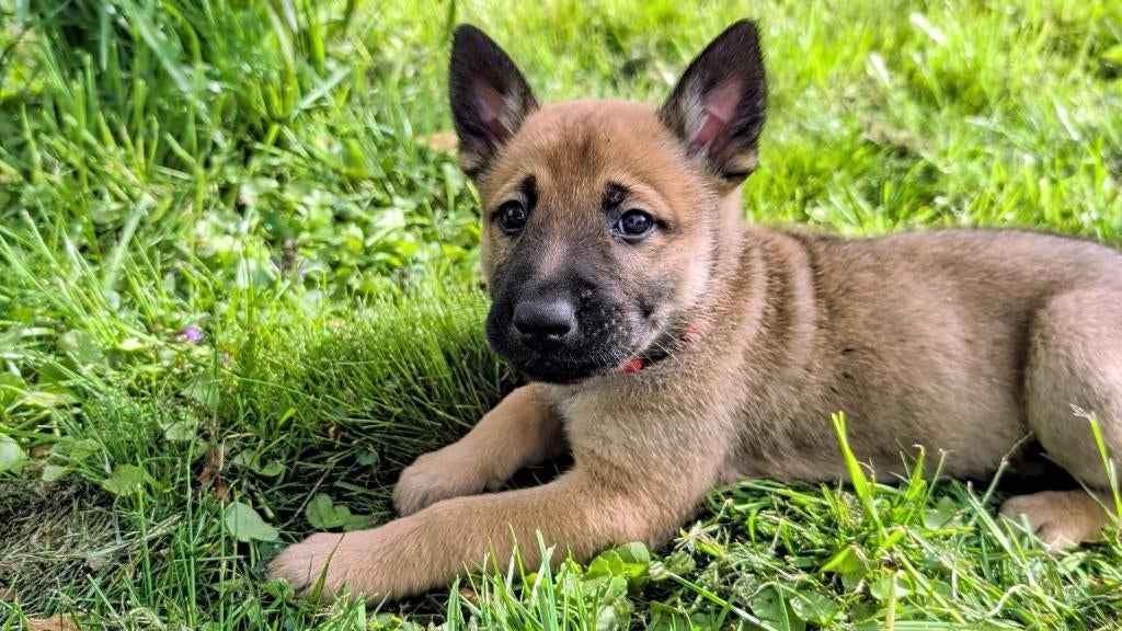 Mechelse pups, 8 tot 15 weken, Parvo, Meerdere, Meerdere dieren