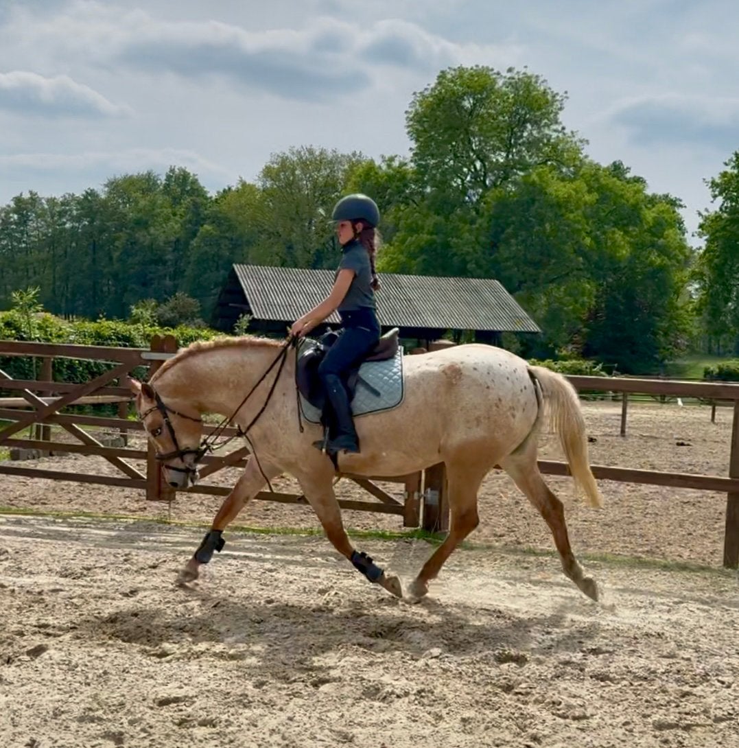 Betrouwbare kinderpony / recreatiepony / appaloosa / D pony, Merrie, 11 jaar of ouder, Recreatiepony, D pony (1.37m tot 1.48m)