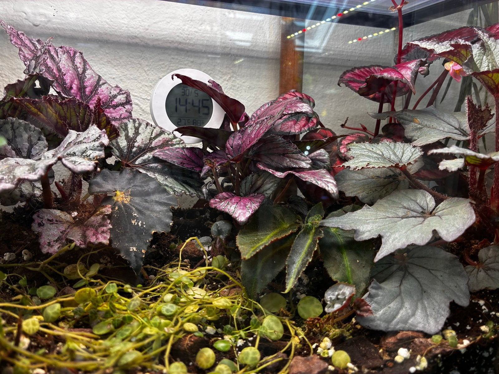 Stekken van diverse Begonia soorten, Ophalen of Verzenden, Halfschaduw, Minder dan 100 cm