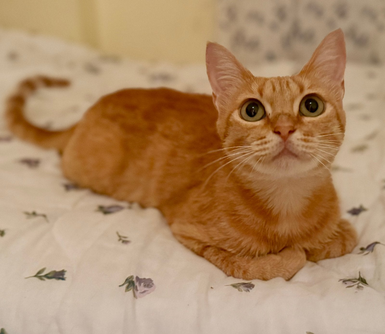 Schattig poesje, Dieren en Toebehoren, Poes