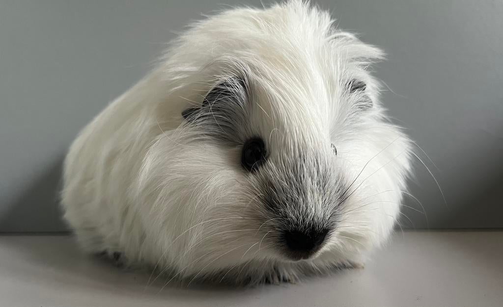 Wit California Cavia beertje (Sheltie), Cavia, April, Mannelijk, Tam