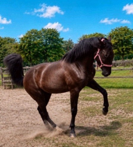 Bloedmooie jonge grote dressuurpaard ruin Extreme U.S, Dieren en Toebehoren, Paarden, Met stamboom, Ruin, Dressuurpaard, 0 tot 2 jaar