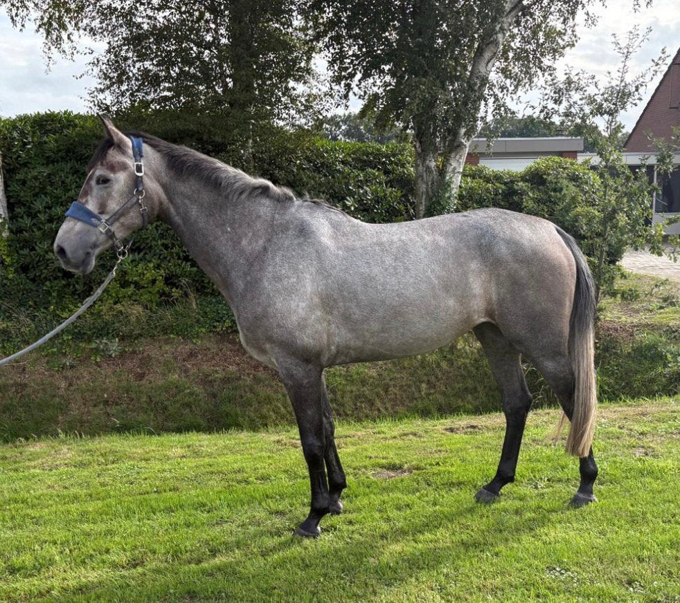 Lieve 5-jarige springmerrie van Jukebox te koop, Dieren en Toebehoren, Merrie, Springpaard, Met stamboom, 3 tot 6 jaar