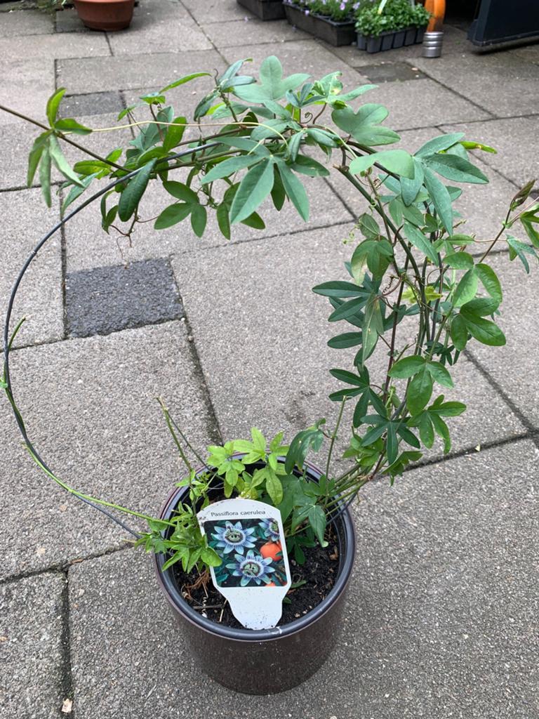 Passiflora, Ophalen of Verzenden, Overige soorten, Minder dan 100 cm