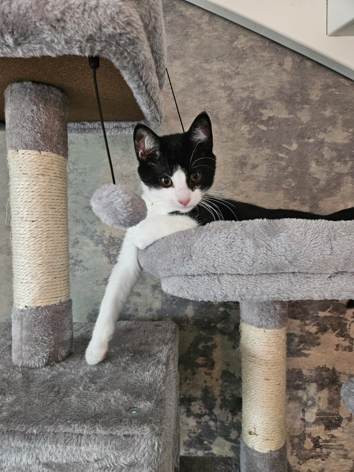 Lieve speelse kitten, gevaccineerd/ontvlooid/gechipt, Dieren en Toebehoren, Kater, Kortharig, 0 tot 2 jaar