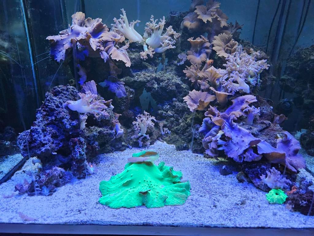 Zee aquarium, Ophalen, Zo goed als nieuw, Gevuld zeewateraquarium