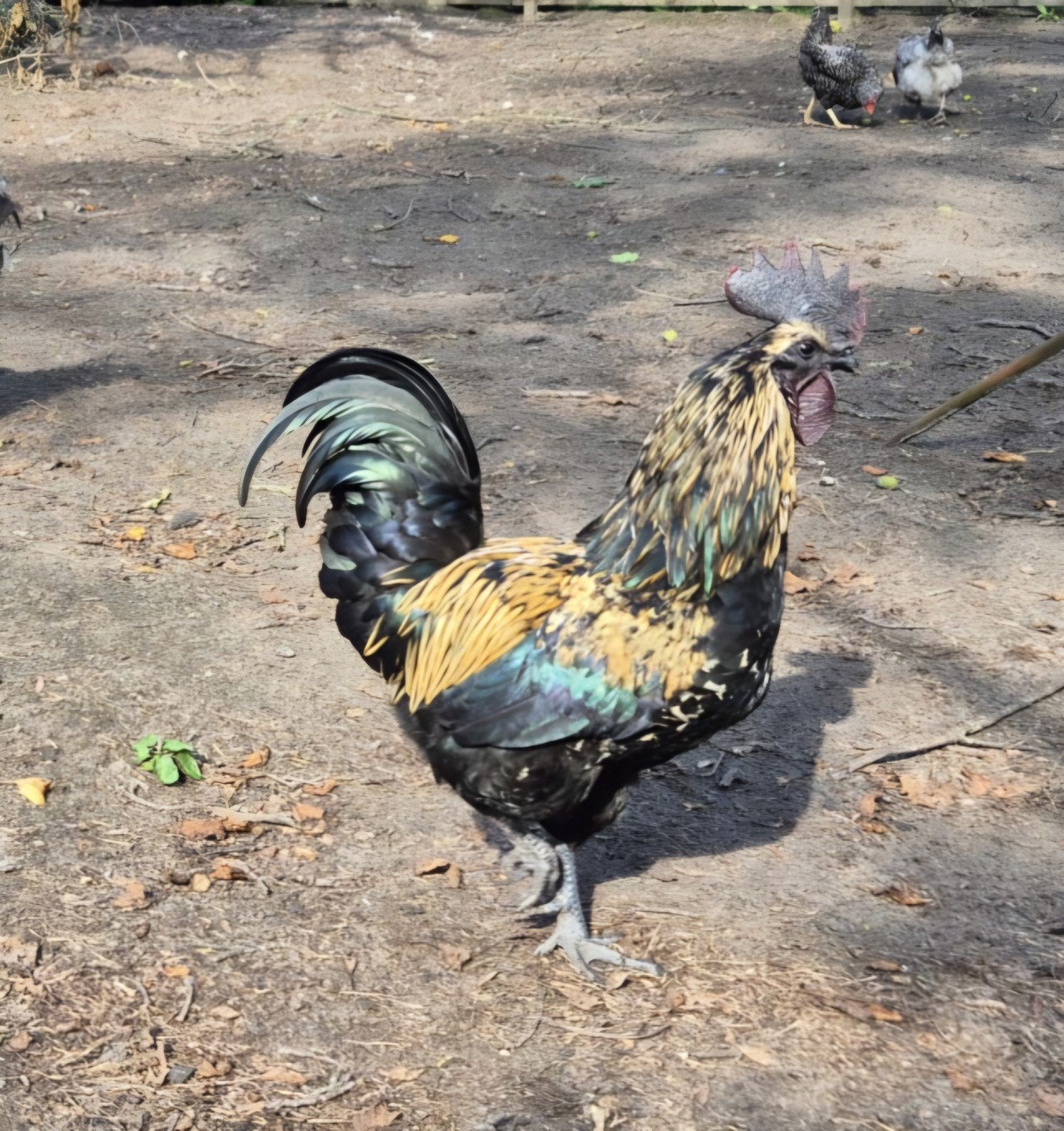 Aangeboden Hanen, Dieren en Toebehoren, Mannelijk, Kip