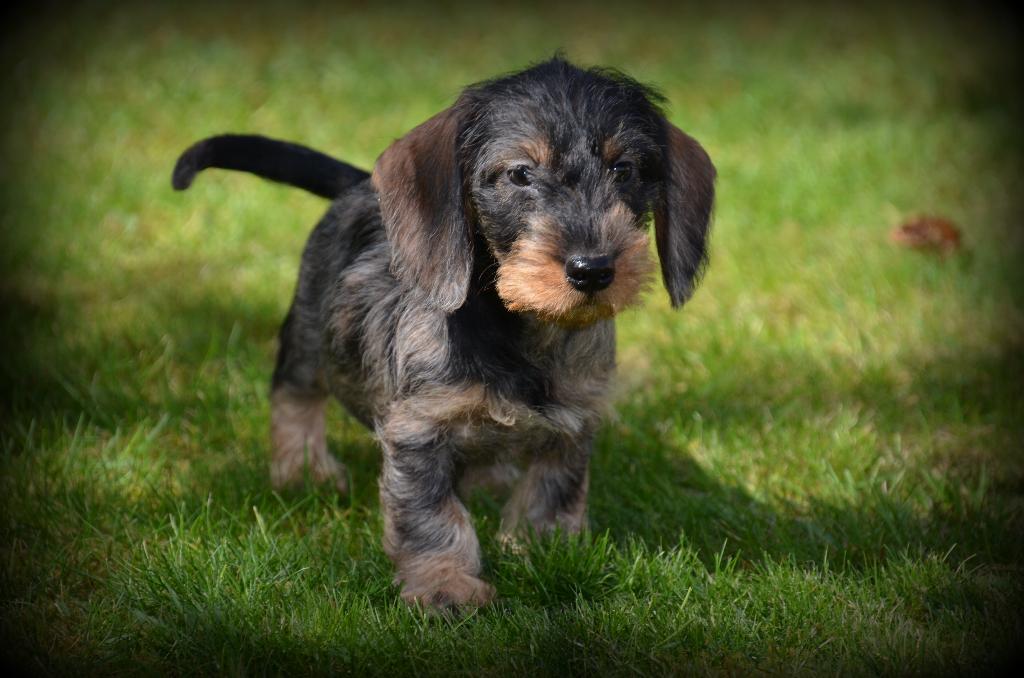 Ruwharige Teckel pups, België, 8 tot 15 weken, Dwerg, Parvo