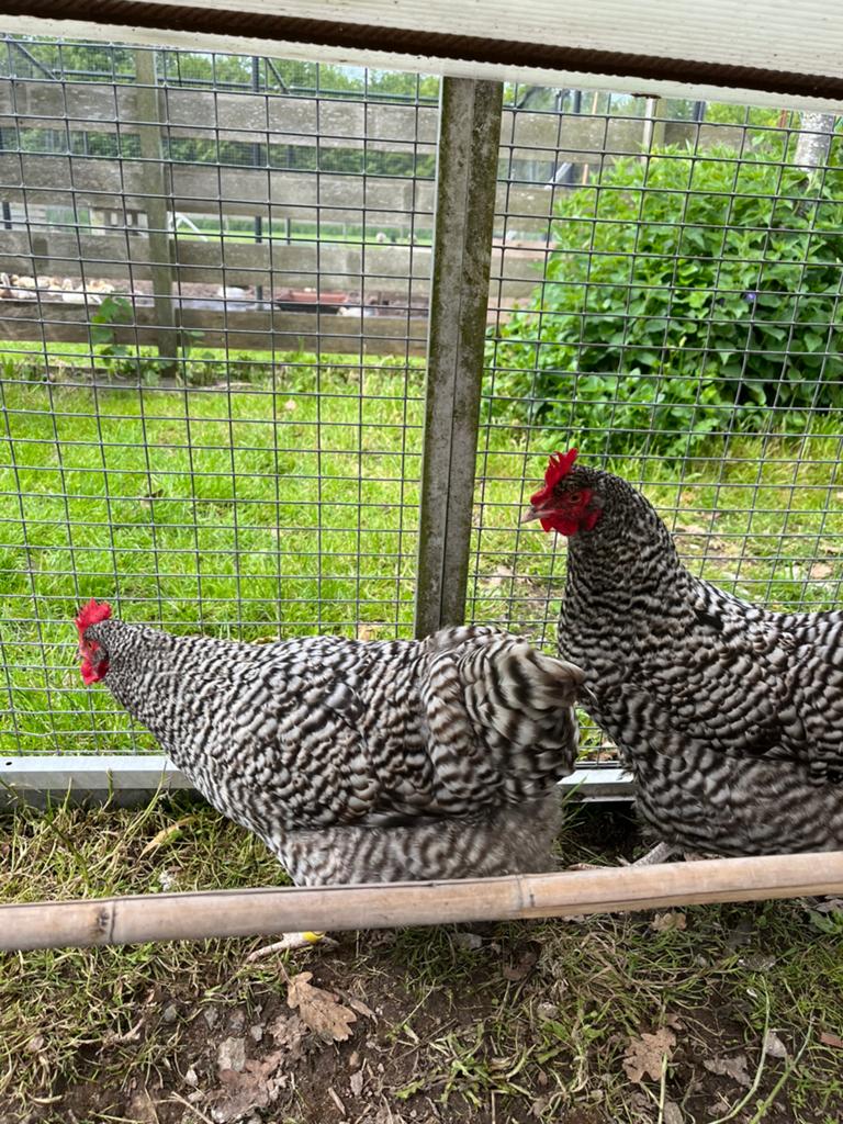 Hollandse blauwen, Dieren en Toebehoren, Pluimvee, Meerdere dieren, Kip