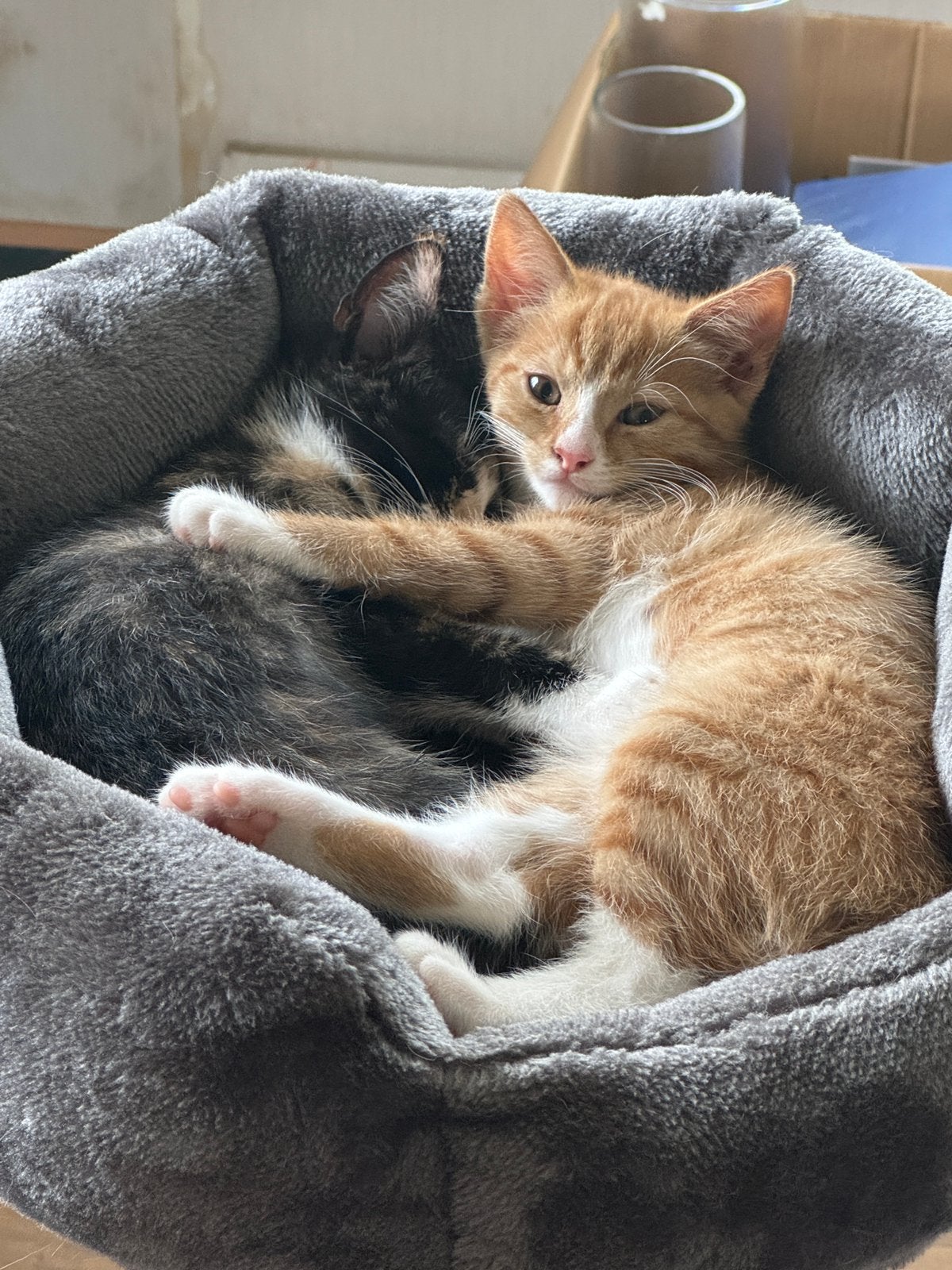 Lieve ondeugende kittens, Dieren en Toebehoren, Meerdere dieren, Kortharig, 0 tot 2 jaar