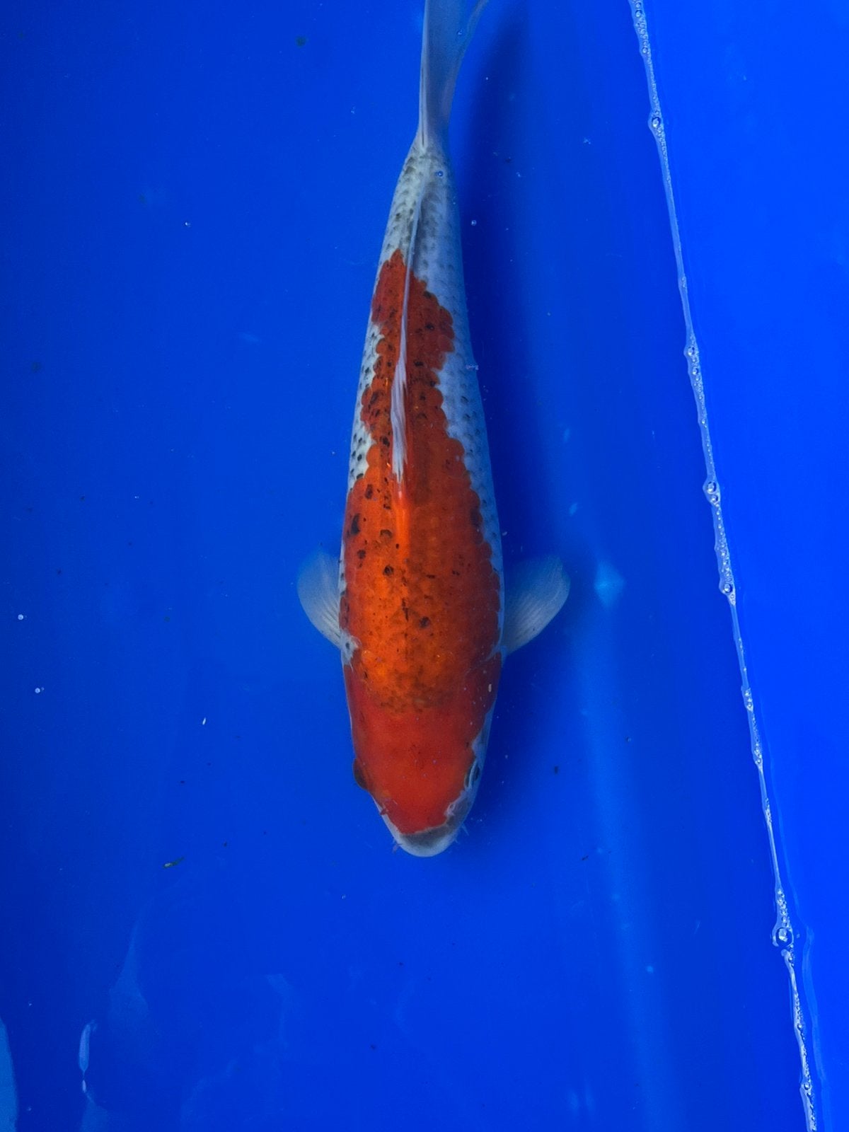 Goshiki, Dieren en Toebehoren, Karper of Koi