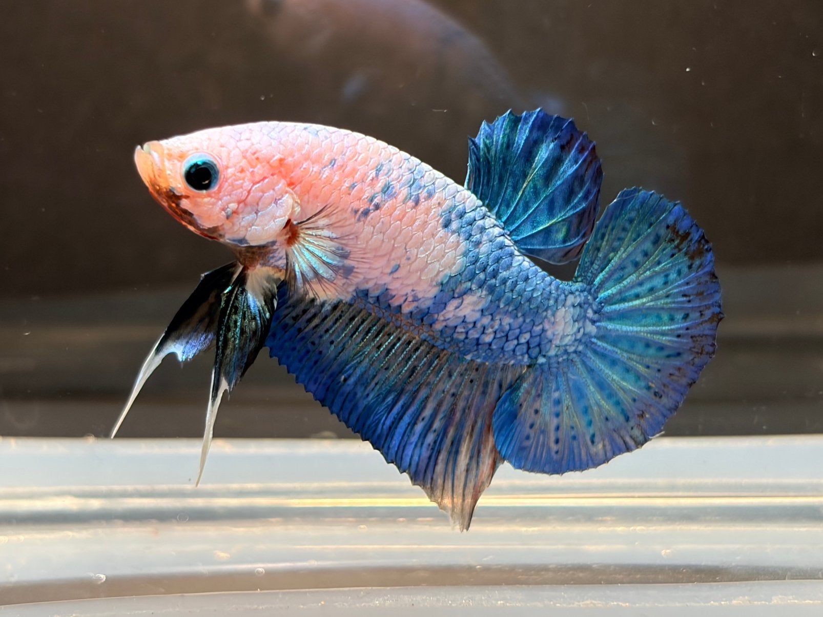 Betta Splendens kempvis man donkerblauw marble, Dieren en Toebehoren, Vissen | Aquariumvissen, Vis