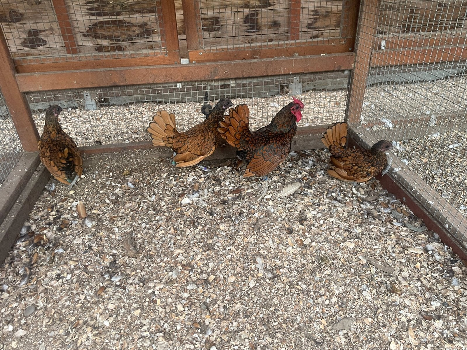 SEBRIGHT verschillende kleuren, Meerdere dieren, Kip