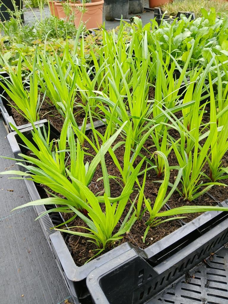 Liatris Spicata Kolbolt - Prachtige Lampenpoetser, Tuin en Terras, Planten | Tuinplanten, Overige soorten, Volle zon, Vaste plant