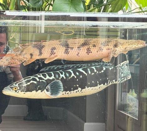 Channa micropeltes van 60 cm, Dieren en Toebehoren, Vissen | Aquariumvissen, Vis
