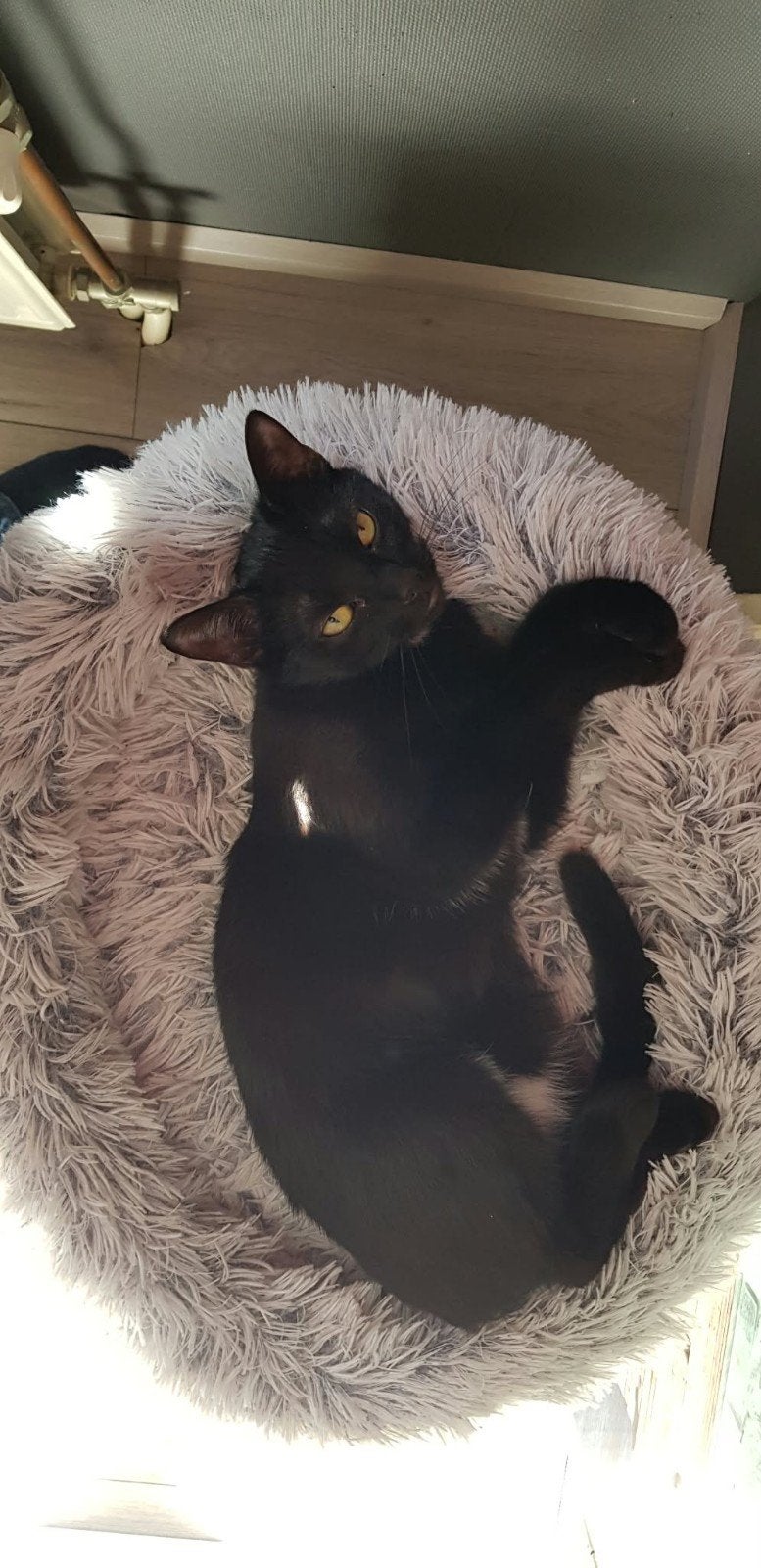 liefdevol huis gezocht voor onze lieve Cleo️, Poes, 3 tot 5 jaar